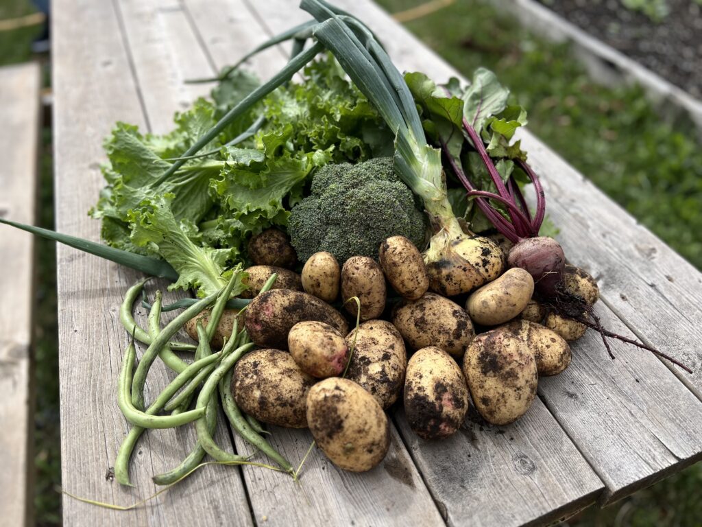 Garden harvest, greens, potatoes, unwashed on a picnic table.